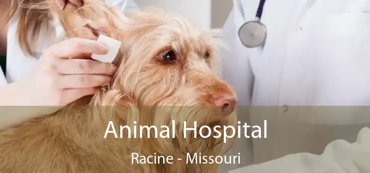 Animal Hospital Racine - Missouri