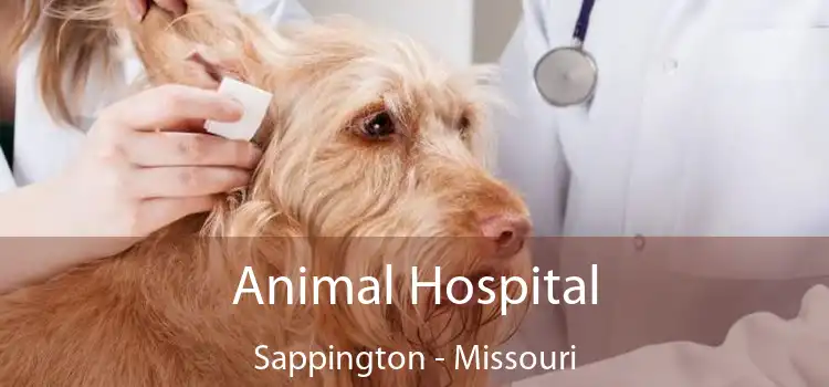 Animal Hospital Sappington - Missouri
