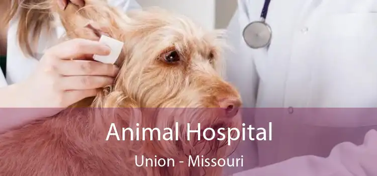 Animal Hospital Union - Missouri