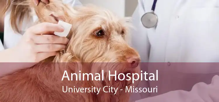 Animal Hospital University City - Missouri
