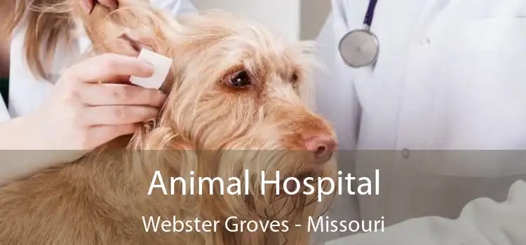 Animal Hospital Webster Groves - Missouri