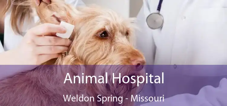 Animal Hospital Weldon Spring - Missouri