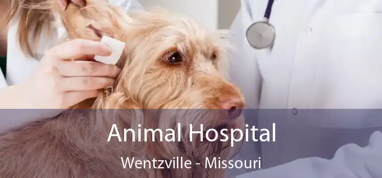 Animal Hospital Wentzville - Missouri
