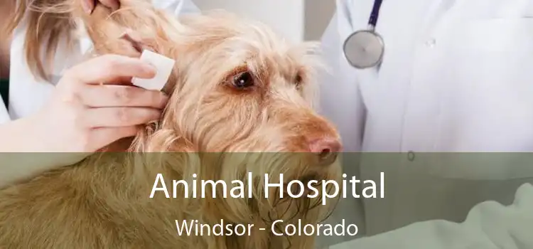 Animal Hospital Windsor - Colorado