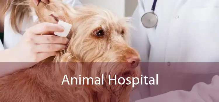 Animal Hospital