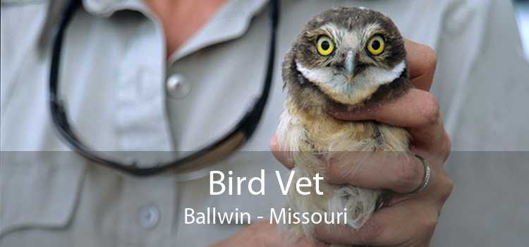 Bird Vet Ballwin - Missouri