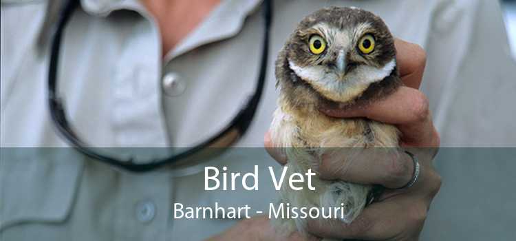 Bird Vet Barnhart - Missouri