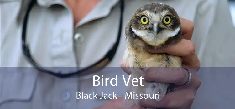 Bird Vet Black Jack - Missouri