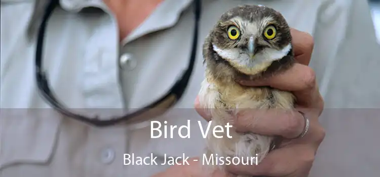 Bird Vet Black Jack - Missouri