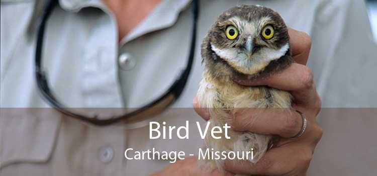 Bird Vet Carthage - Missouri