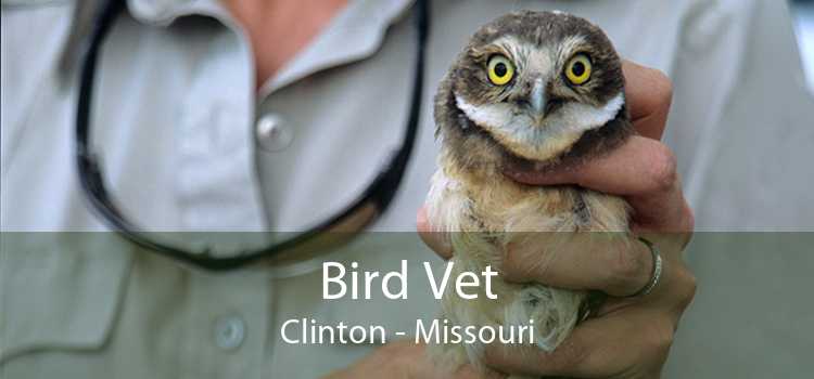 Bird Vet Clinton - Missouri