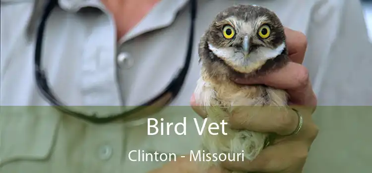 Bird Vet Clinton - Missouri