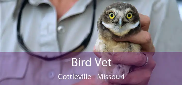 Bird Vet Cottleville - Missouri