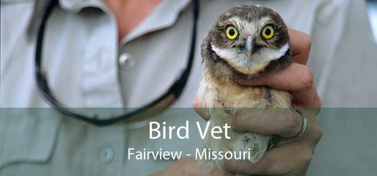 Bird Vet Fairview - Missouri