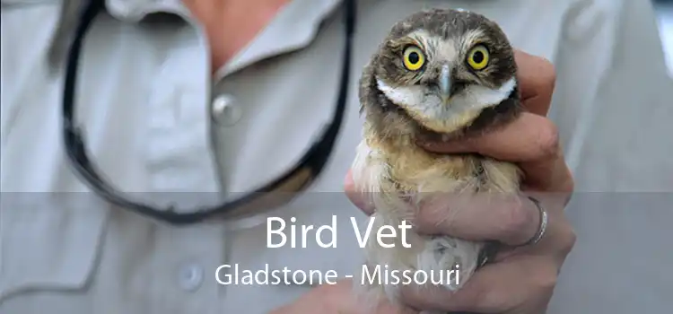 Bird Vet Gladstone - Missouri