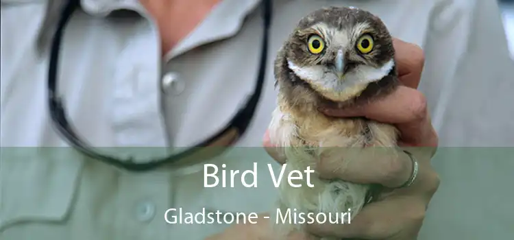 Bird Vet Gladstone - Missouri