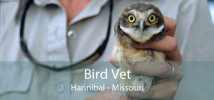 Bird Vet Hannibal - Missouri