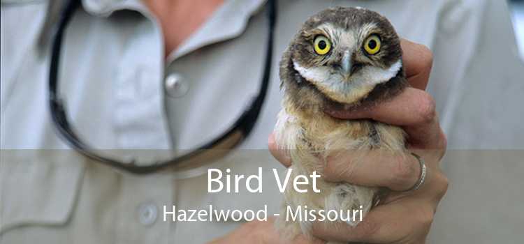 Bird Vet Hazelwood - Missouri