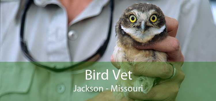 Bird Vet Jackson - Missouri
