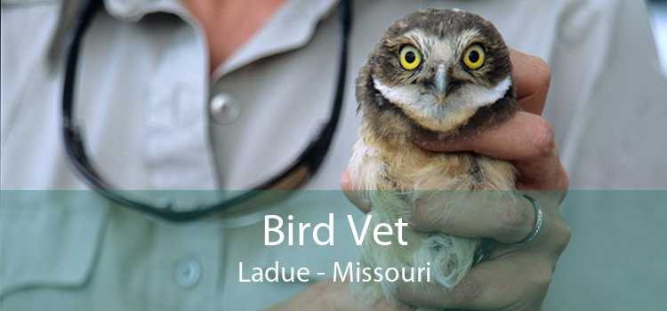Bird Vet Ladue - Missouri