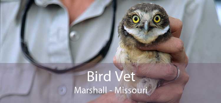Bird Vet Marshall - Missouri