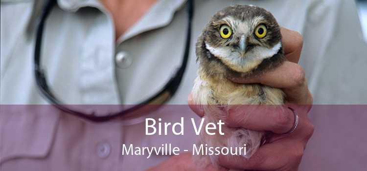Bird Vet Maryville - Missouri