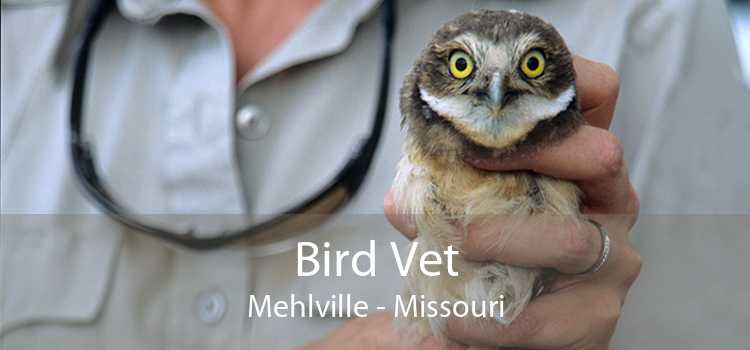 Bird Vet Mehlville - Missouri