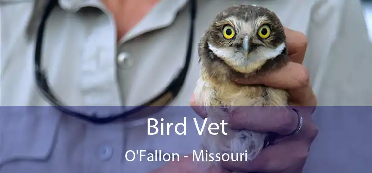 Bird Vet O'Fallon - Missouri