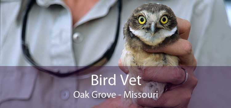 Bird Vet Oak Grove - Missouri