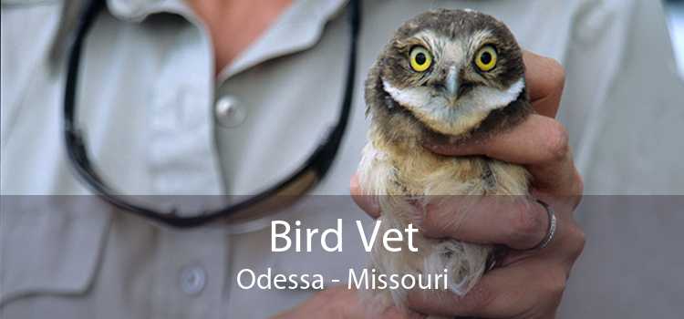 Bird Vet Odessa - Missouri