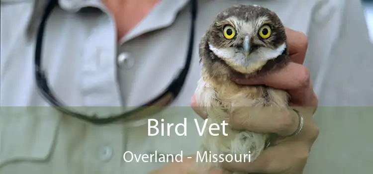 Bird Vet Overland - Missouri