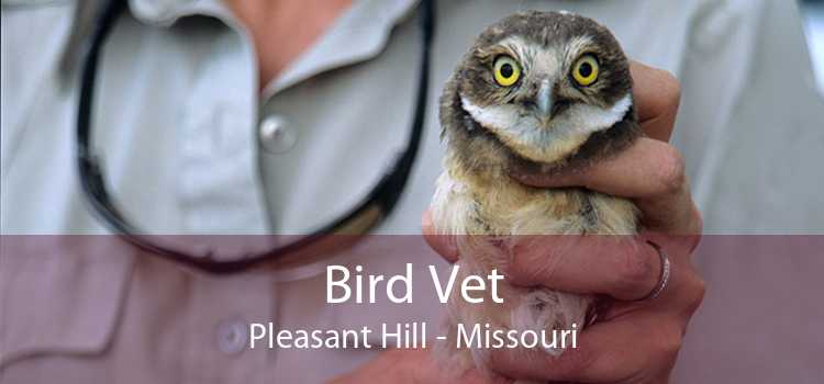 Bird Vet Pleasant Hill - Missouri