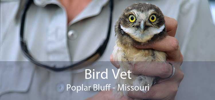 Bird Vet Poplar Bluff - Missouri