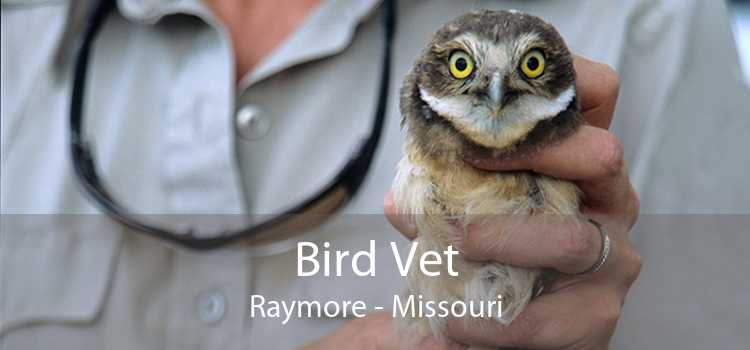 Bird Vet Raymore - Missouri