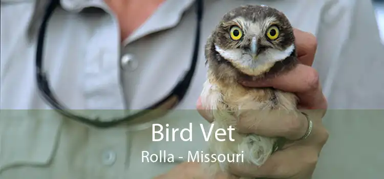 Bird Vet Rolla - Missouri