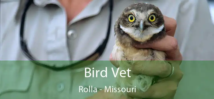 Bird Vet Rolla - Missouri