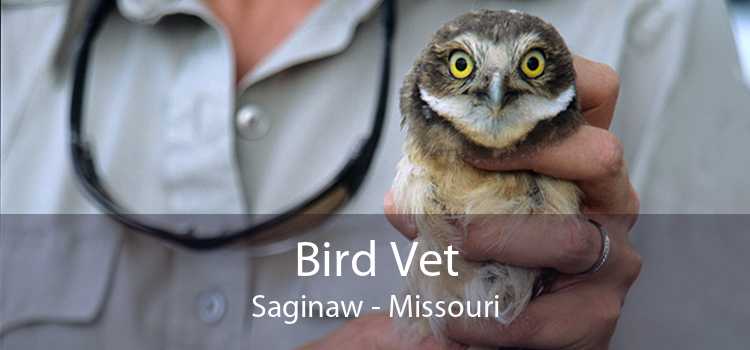 Bird Vet Saginaw - Missouri