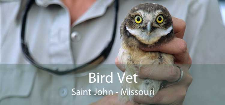 Bird Vet Saint John - Missouri