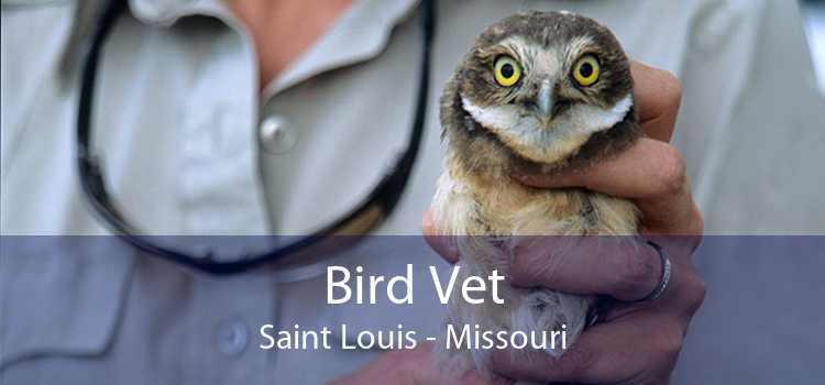 Bird Vet Saint Louis - Missouri