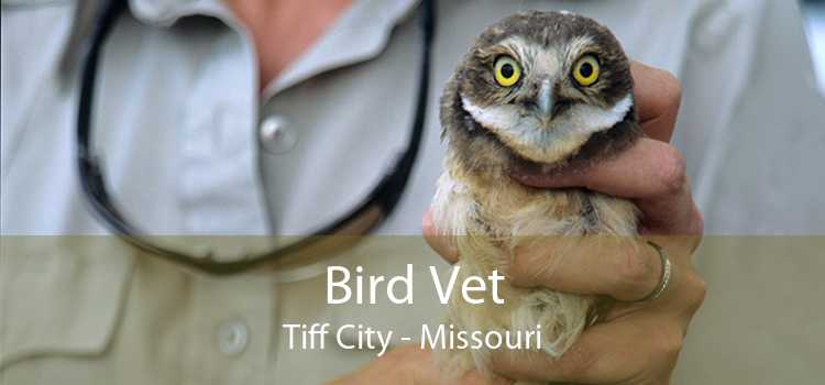 Bird Vet Tiff City - Missouri