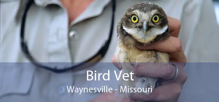 Bird Vet Waynesville - Missouri