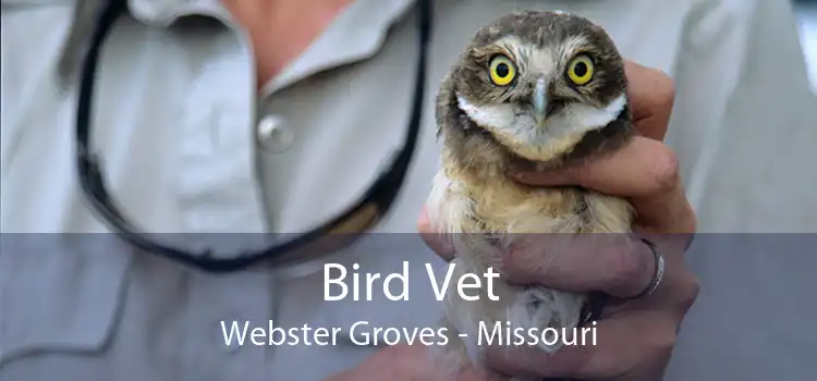 Bird Vet Webster Groves - Missouri
