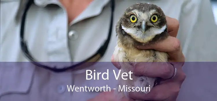 Bird Vet Wentworth - Missouri