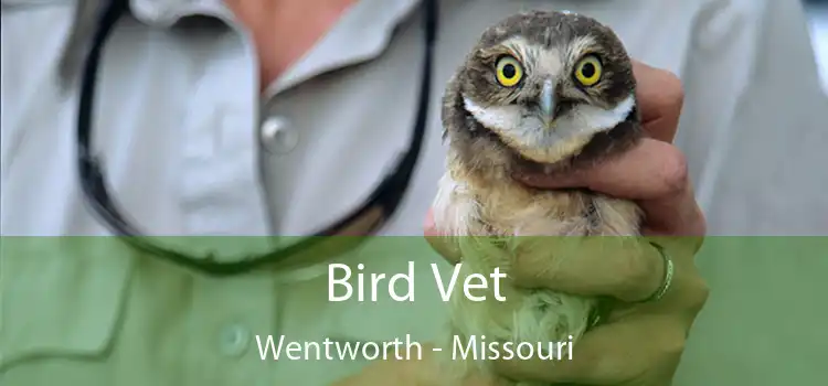 Bird Vet Wentworth - Missouri
