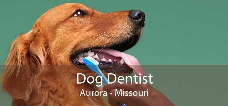 Dog Dentist Aurora - Missouri
