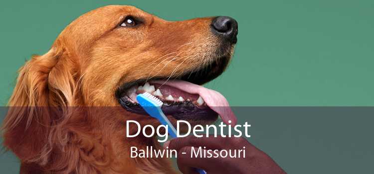 Dog Dentist Ballwin - Missouri