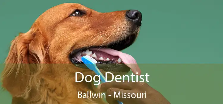 Dog Dentist Ballwin - Missouri