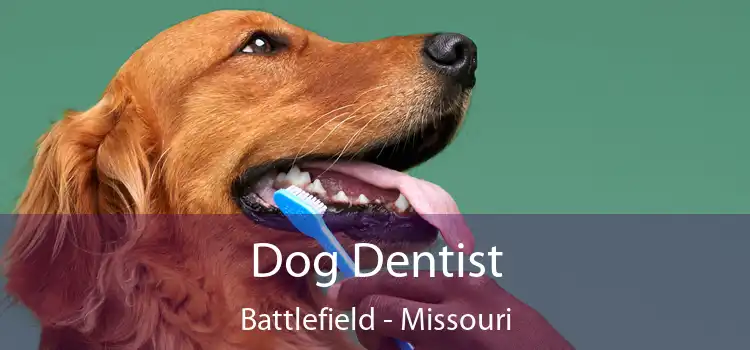 Dog Dentist Battlefield - Missouri