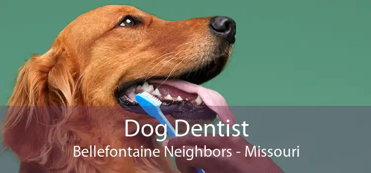 Dog Dentist Bellefontaine Neighbors - Missouri