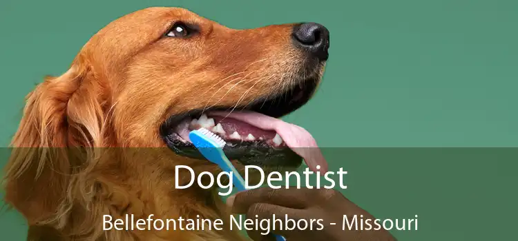 Dog Dentist Bellefontaine Neighbors - Missouri